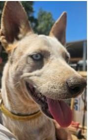 Meet Sadie Rae Your thumbnail 4