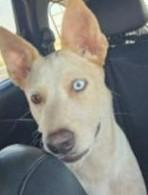 Meet Sadie Rae- Your New Side Kick, a Adoptable mixed breed in Lancaster, CA image 3/4