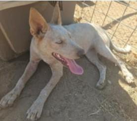 Meet Sadie Rae- Your New Side Kick, Adoptable, Young Female Cattle Dog & Husky.