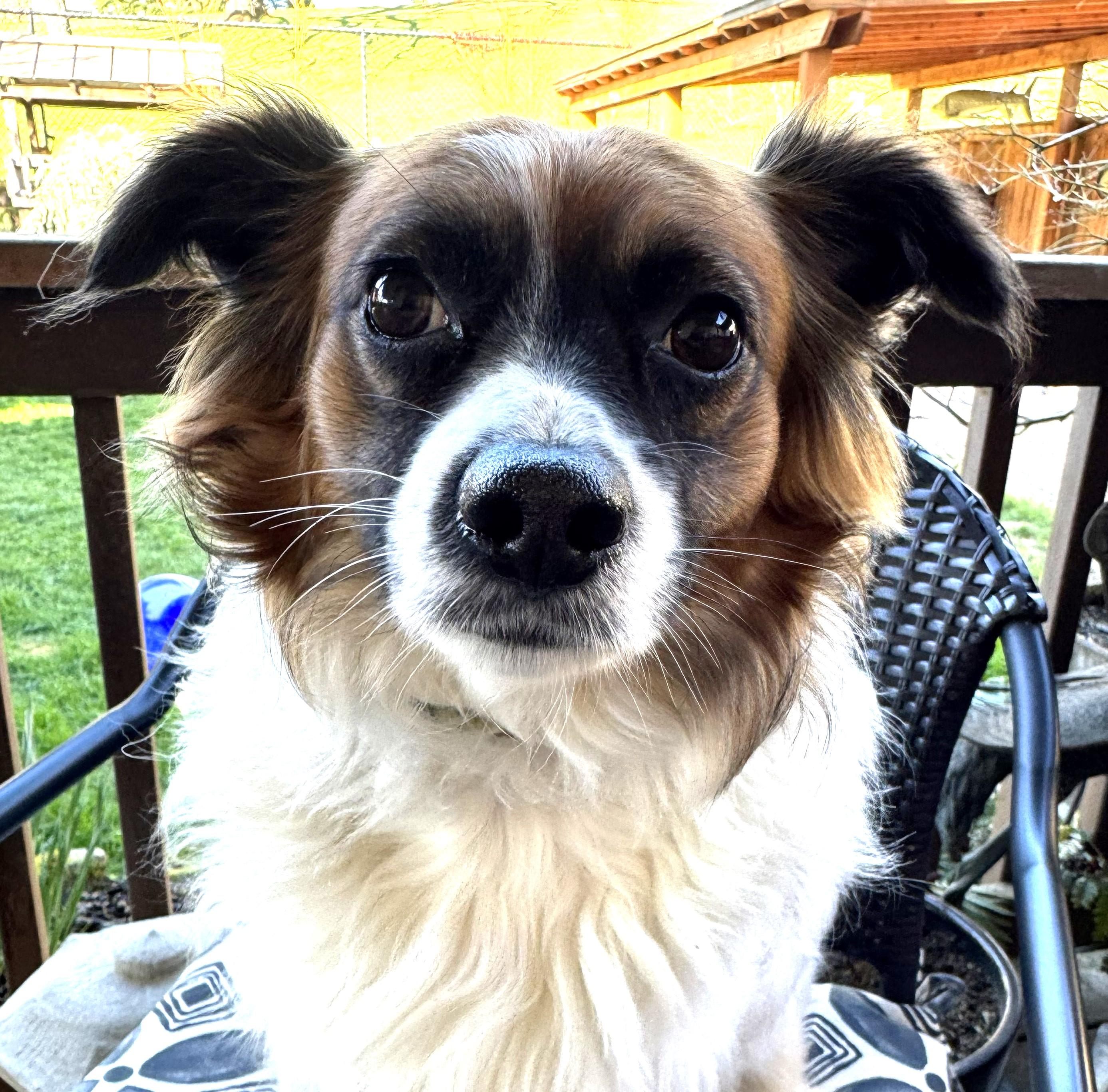 Enlarge Dodger, an adopted mixed breed in Salem, OR image 1/3