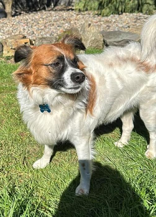 Enlarge Dodger, an adopted mixed breed in Salem, OR image 3/3