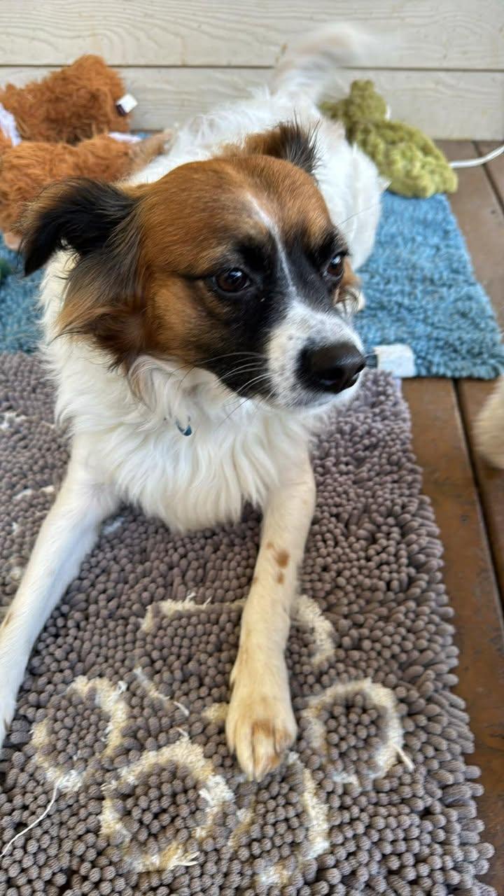 Enlarge Dodger, an adopted mixed breed in Salem, OR image 2/3