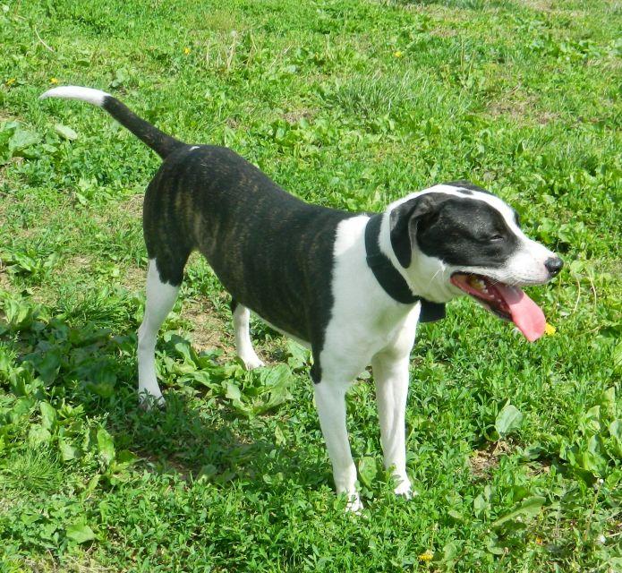 Enlarge Ace, a ADOPTABLE mixed breed in Collinsville, IL image 2/2