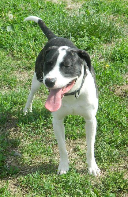 Ace, ADOPTABLE, Young Male Hound & Pit Bull Terrier.