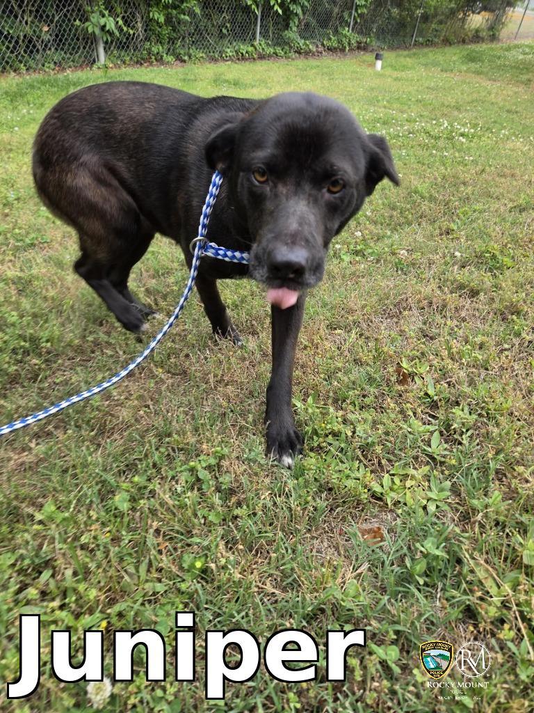 Enlarge Juniper, a Adoptable Labrador Retriever in Rocky Mount, NC image 1/1