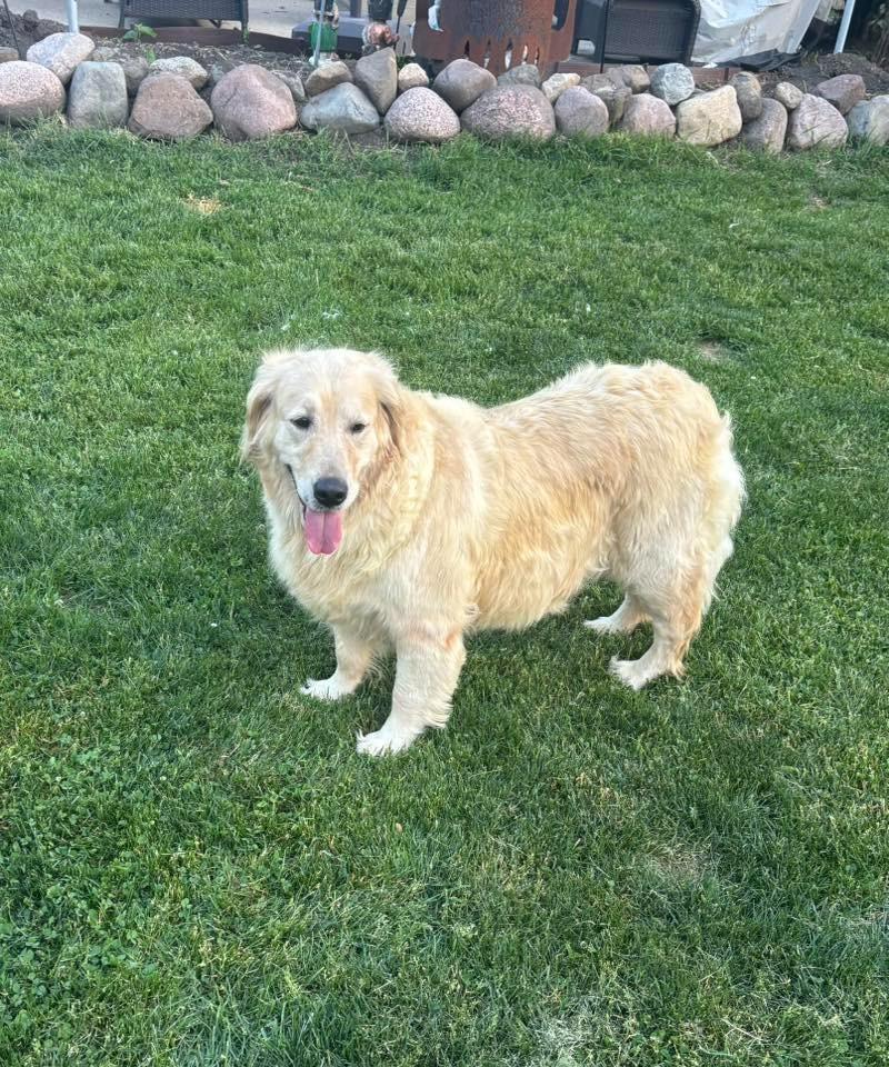 Kat  $600, Adoptable, Adult Female Golden Retriever.