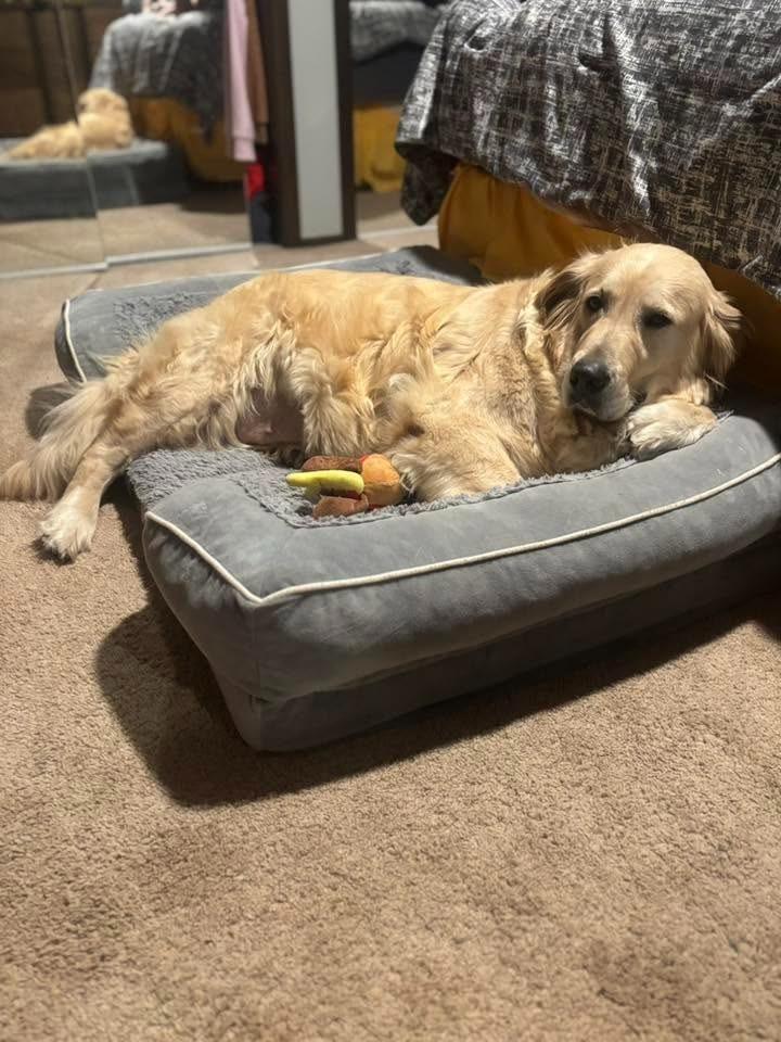 Kat $600, a Adoptable Golden Retriever in Milwaukee, WI image 2/5