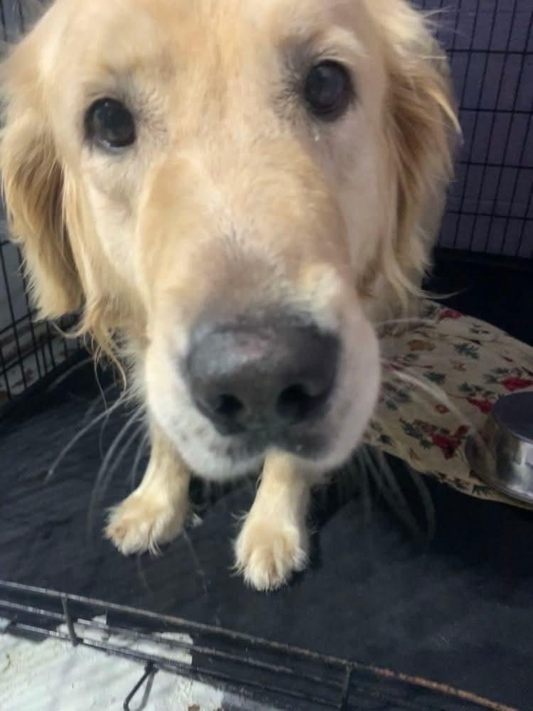 Kat $600, a Adoptable Golden Retriever in Milwaukee, WI image 3/5