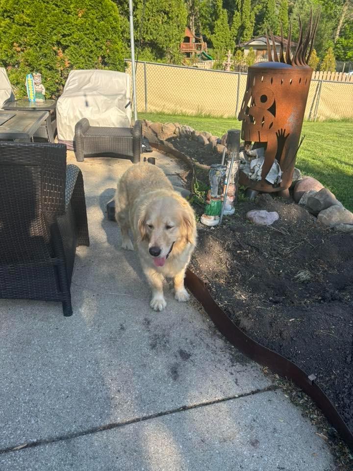Kat $600, a Adoptable Golden Retriever in Milwaukee, WI image 4/5
