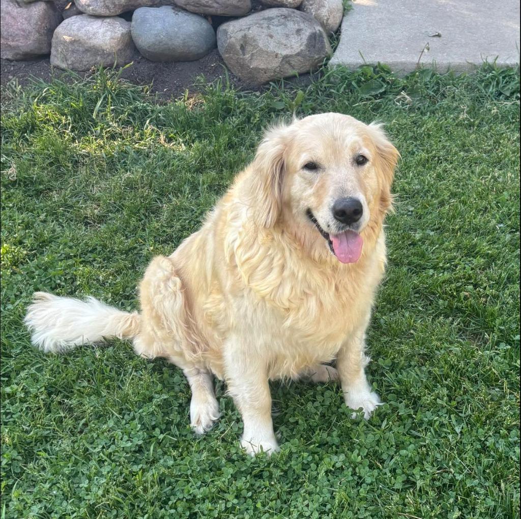 Kat $600, a Adoptable Golden Retriever in Milwaukee, WI image 5/5
