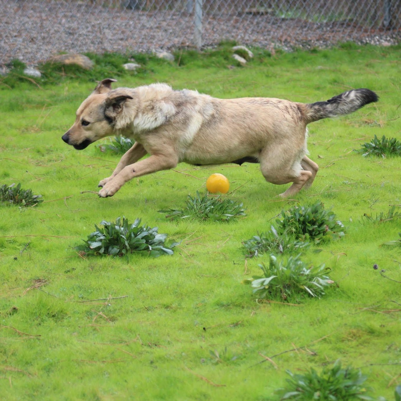 Agnes, a ADOPTABLE mixed breed in Weaverville, CA image 5/6