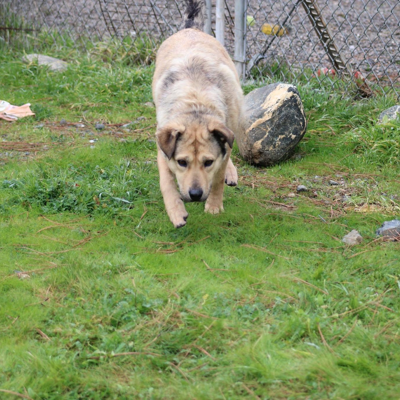 Agnes, a ADOPTABLE mixed breed in Weaverville, CA image 2/6