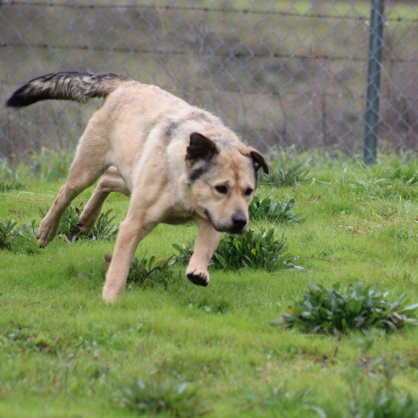 Agnes, a ADOPTABLE mixed breed in Weaverville, CA image 4/6