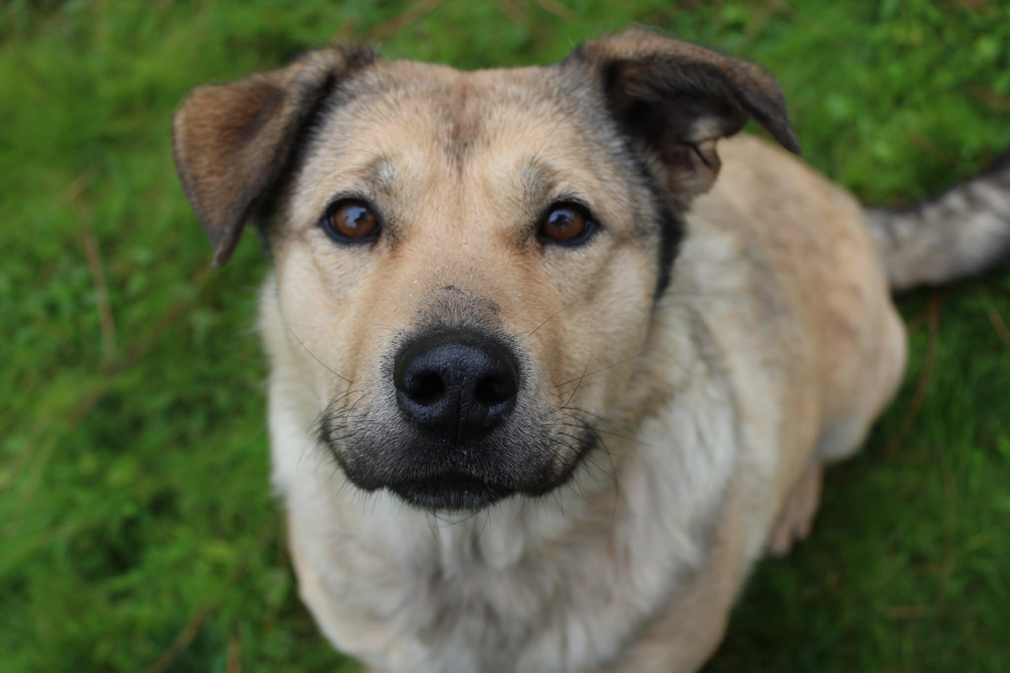 Agnes, a ADOPTABLE mixed breed in Weaverville, CA image 1/6