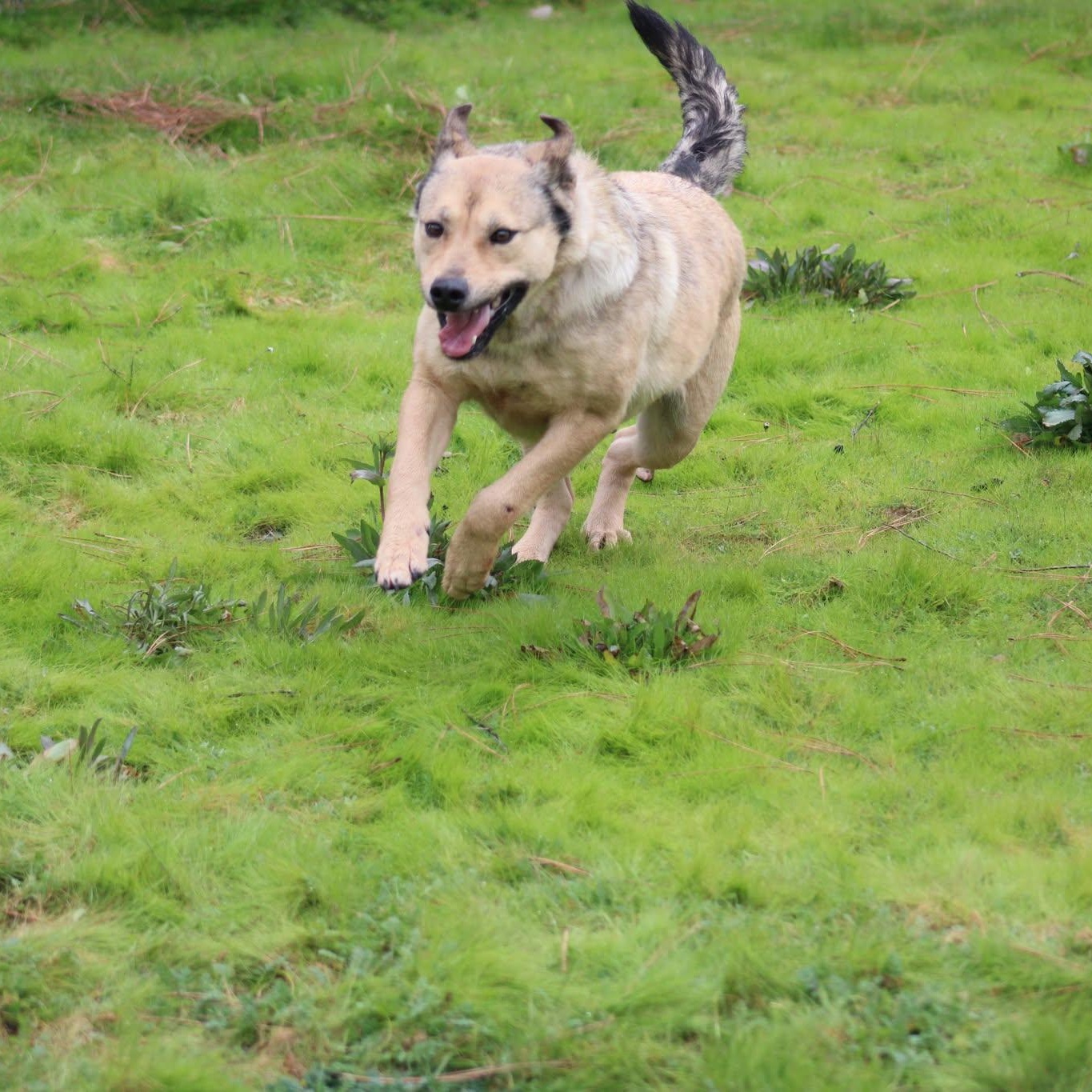 Agnes, a ADOPTABLE mixed breed in Weaverville, CA image 6/6