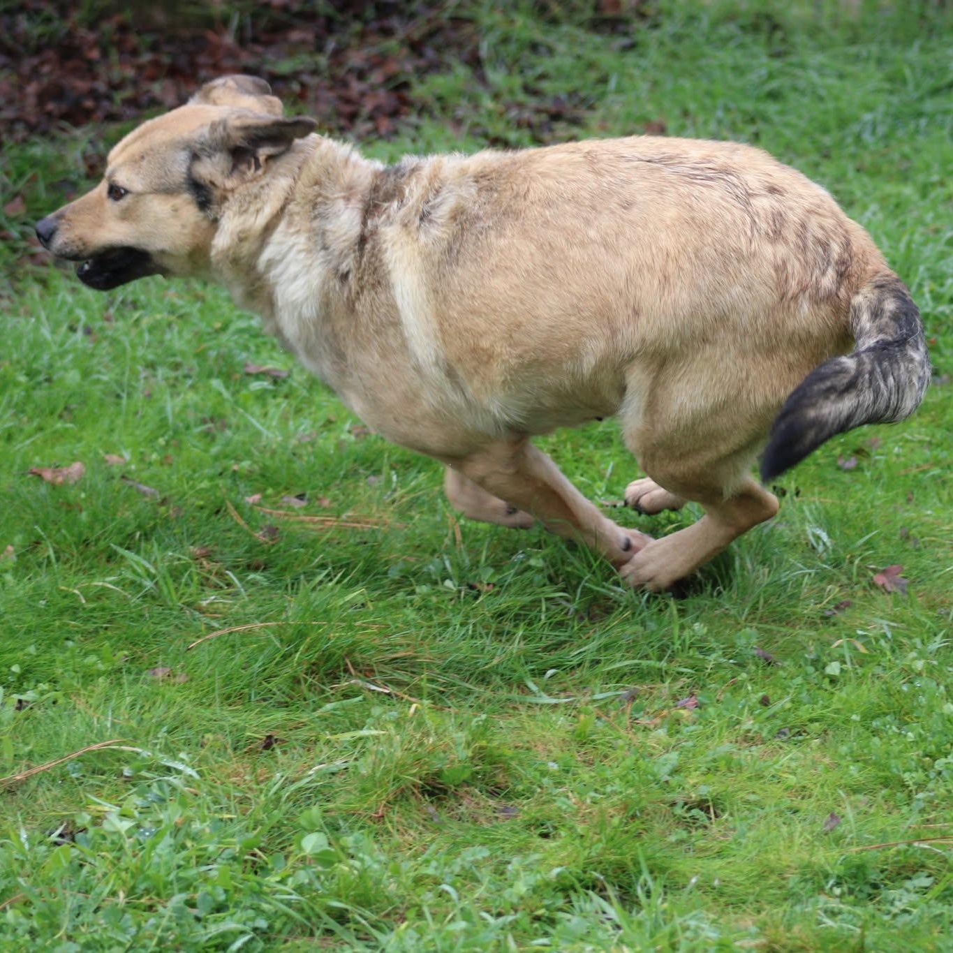 Agnes, a ADOPTABLE mixed breed in Weaverville, CA image 3/6