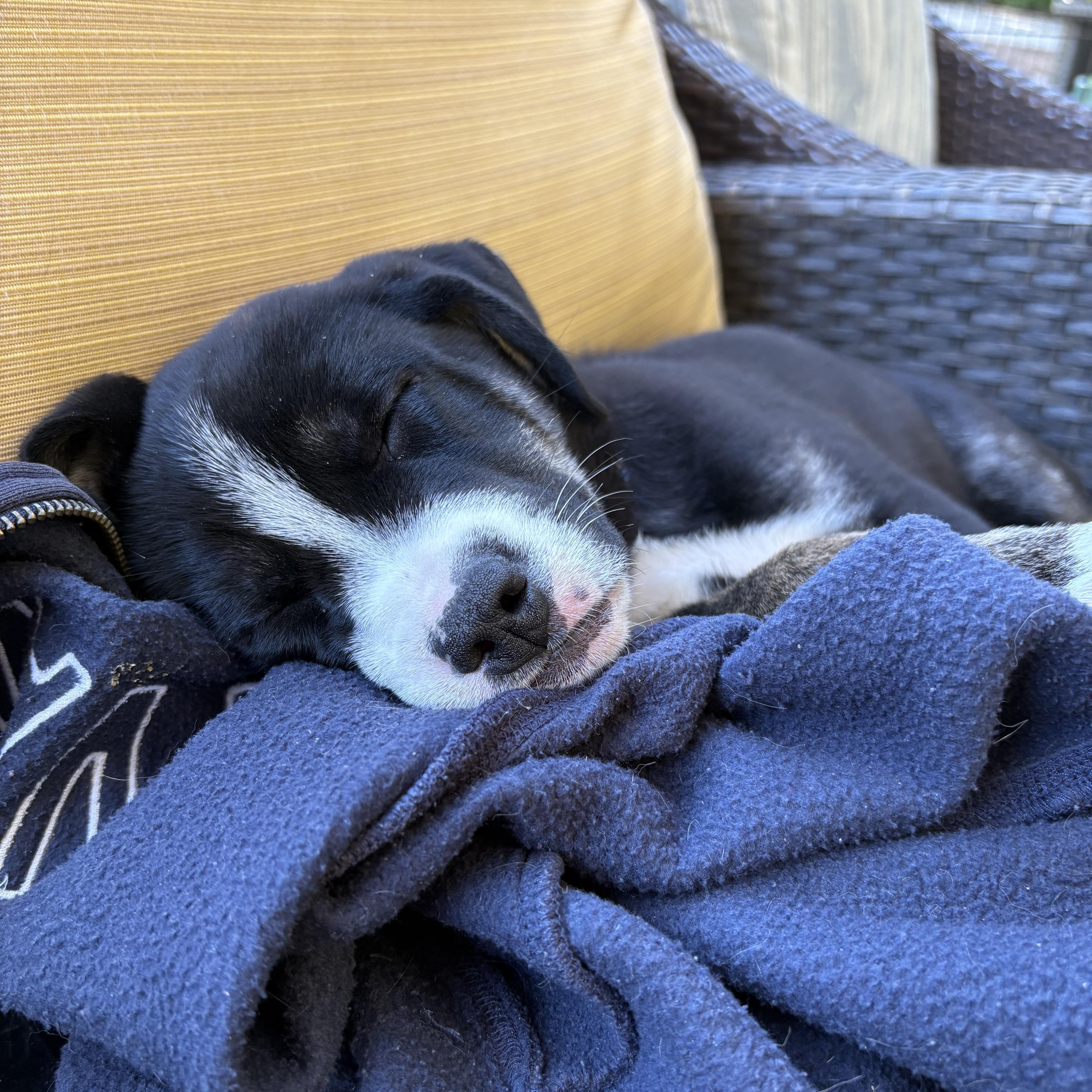 Storm, an adoptable German Shepherd Dog in Barrie, ON, L4N 0S5 | Photo Image 2