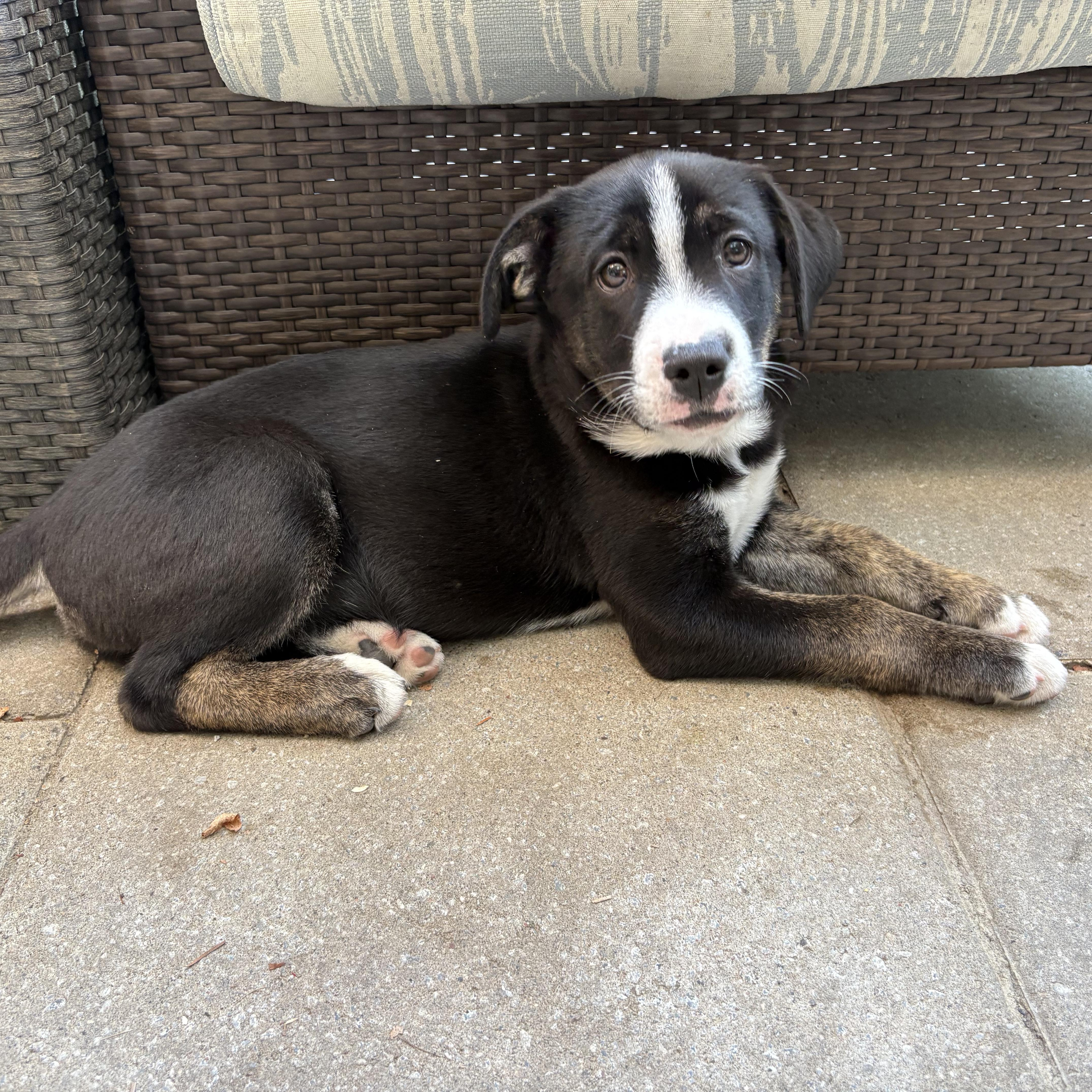 Storm, an adoptable German Shepherd Dog in Barrie, ON, L4N 0S5 | Photo Image 3