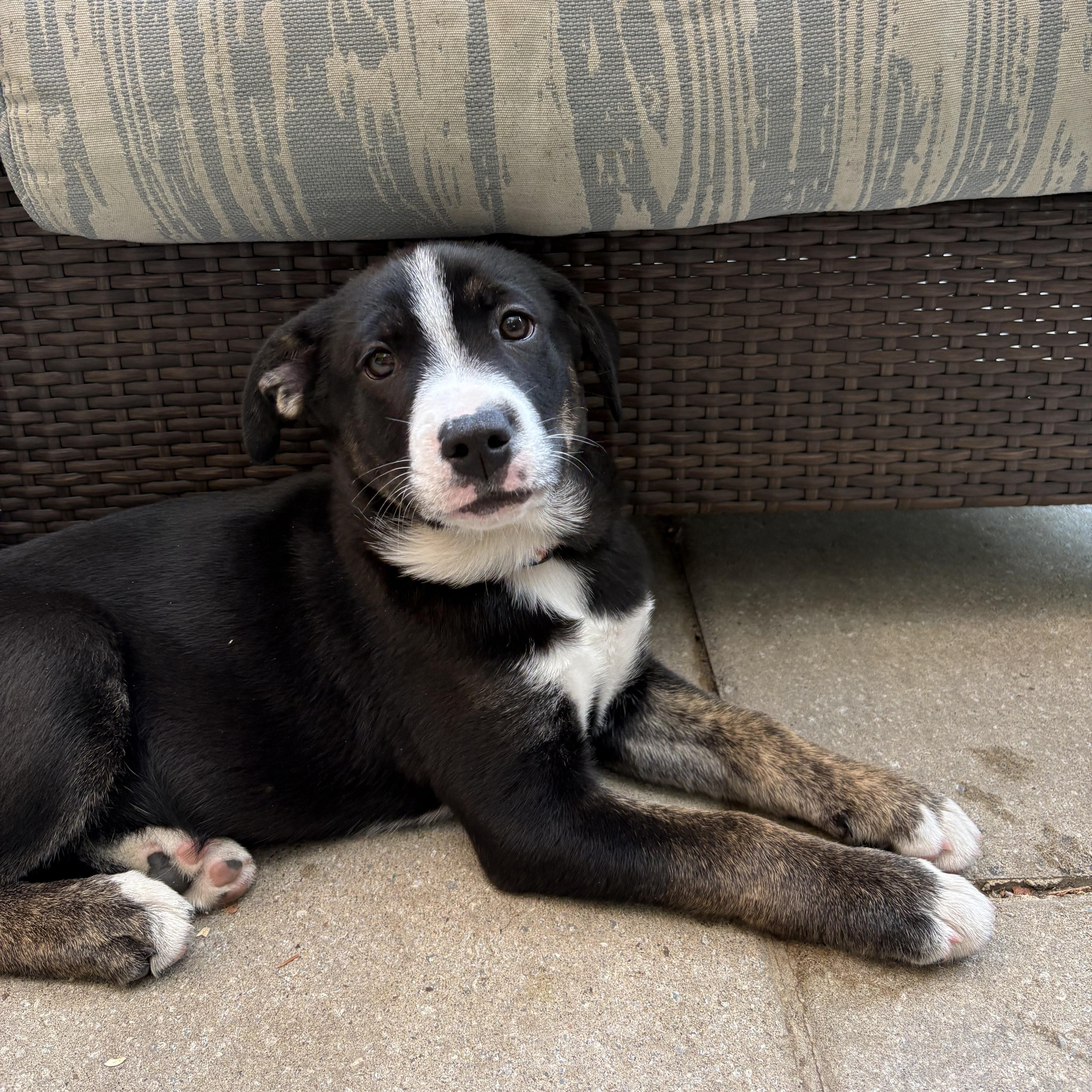 Storm, an adoptable German Shepherd Dog in Barrie, ON, L4N 0S5 | Photo Image 4