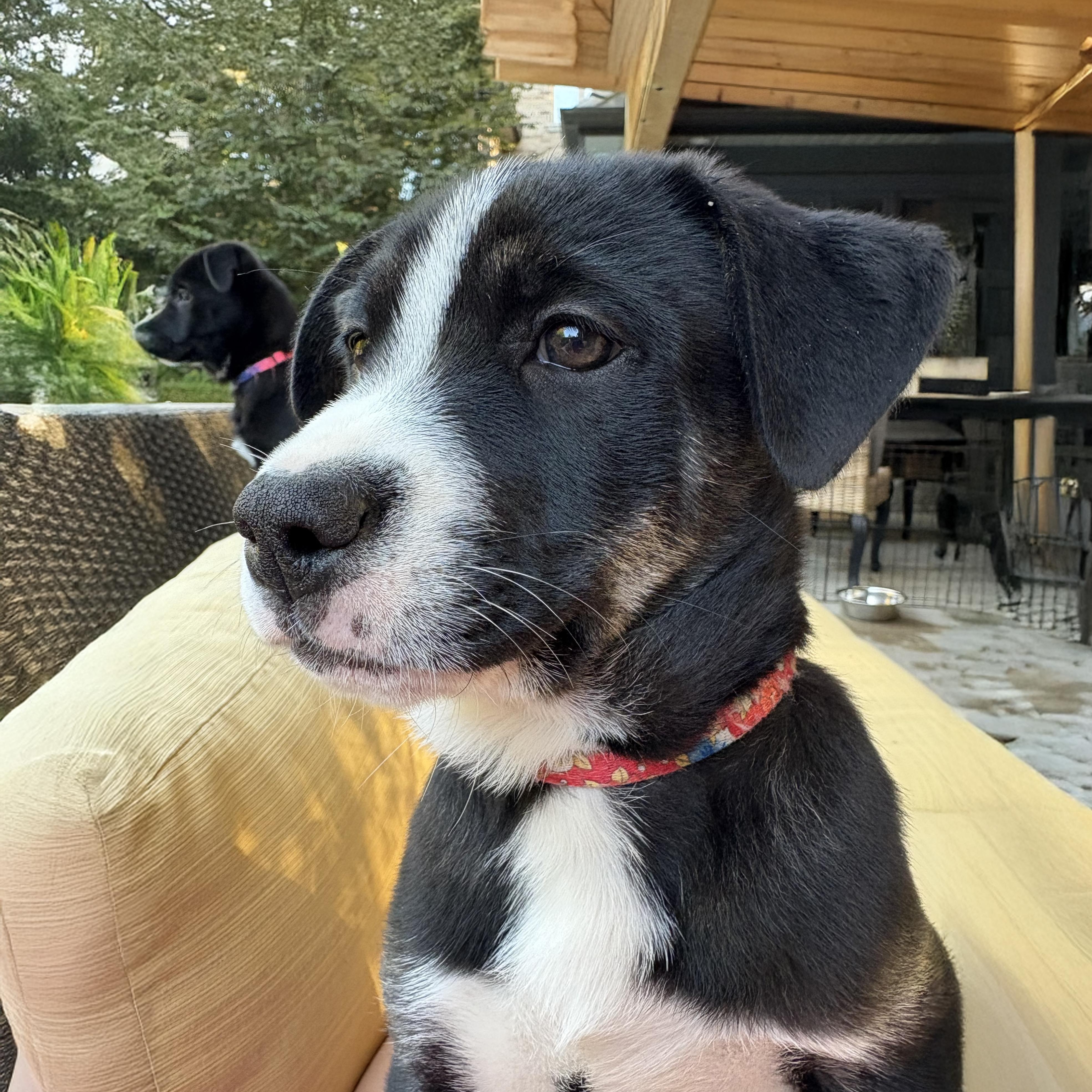 Storm, an adoptable German Shepherd Dog in Barrie, ON, L4N 0S5 | Photo Image 1
