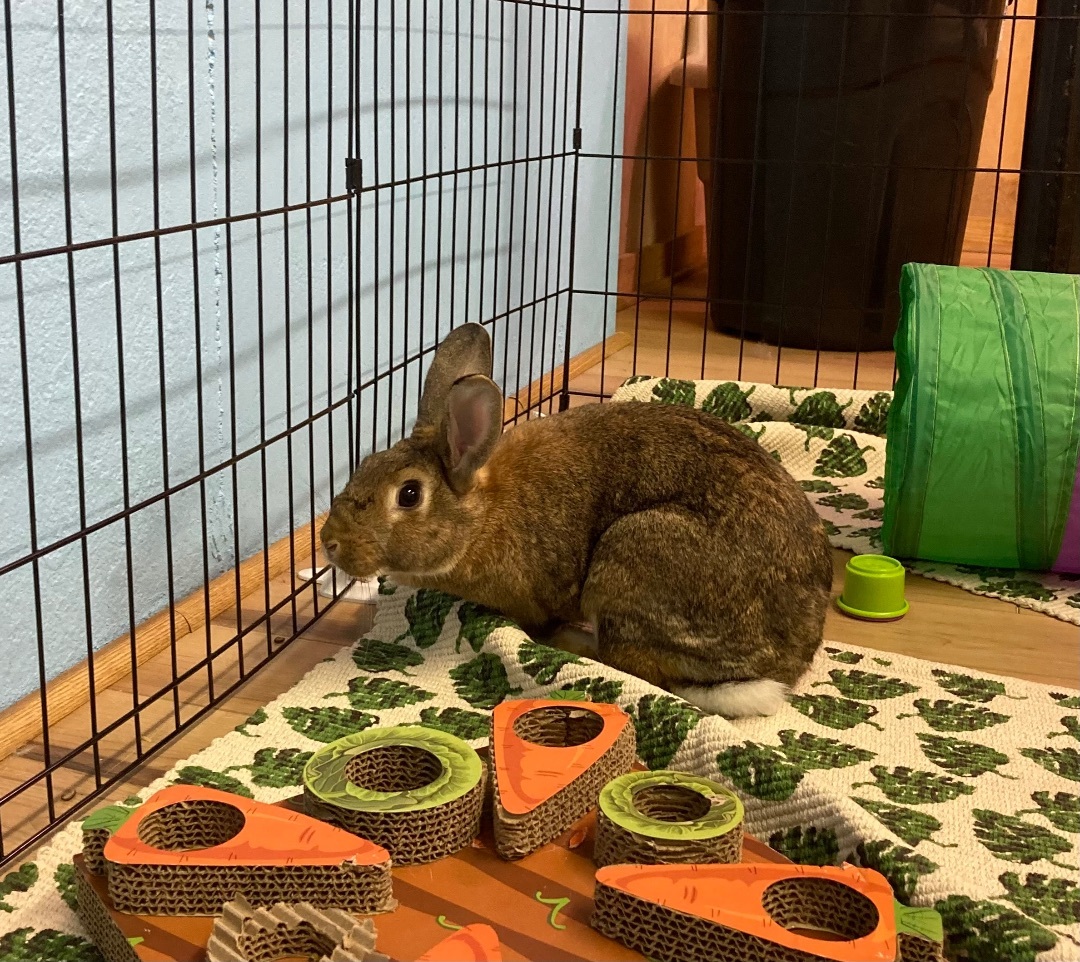 Enlarge Mirabel, a Adoptable Bunny Rabbit in Chapin, SC image 2/8