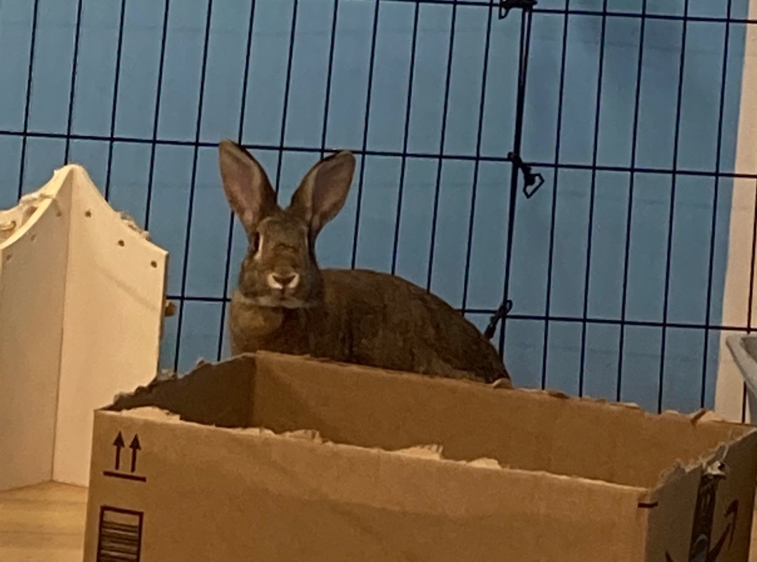 Enlarge Mirabel, a Adoptable Bunny Rabbit in Chapin, SC image 4/8