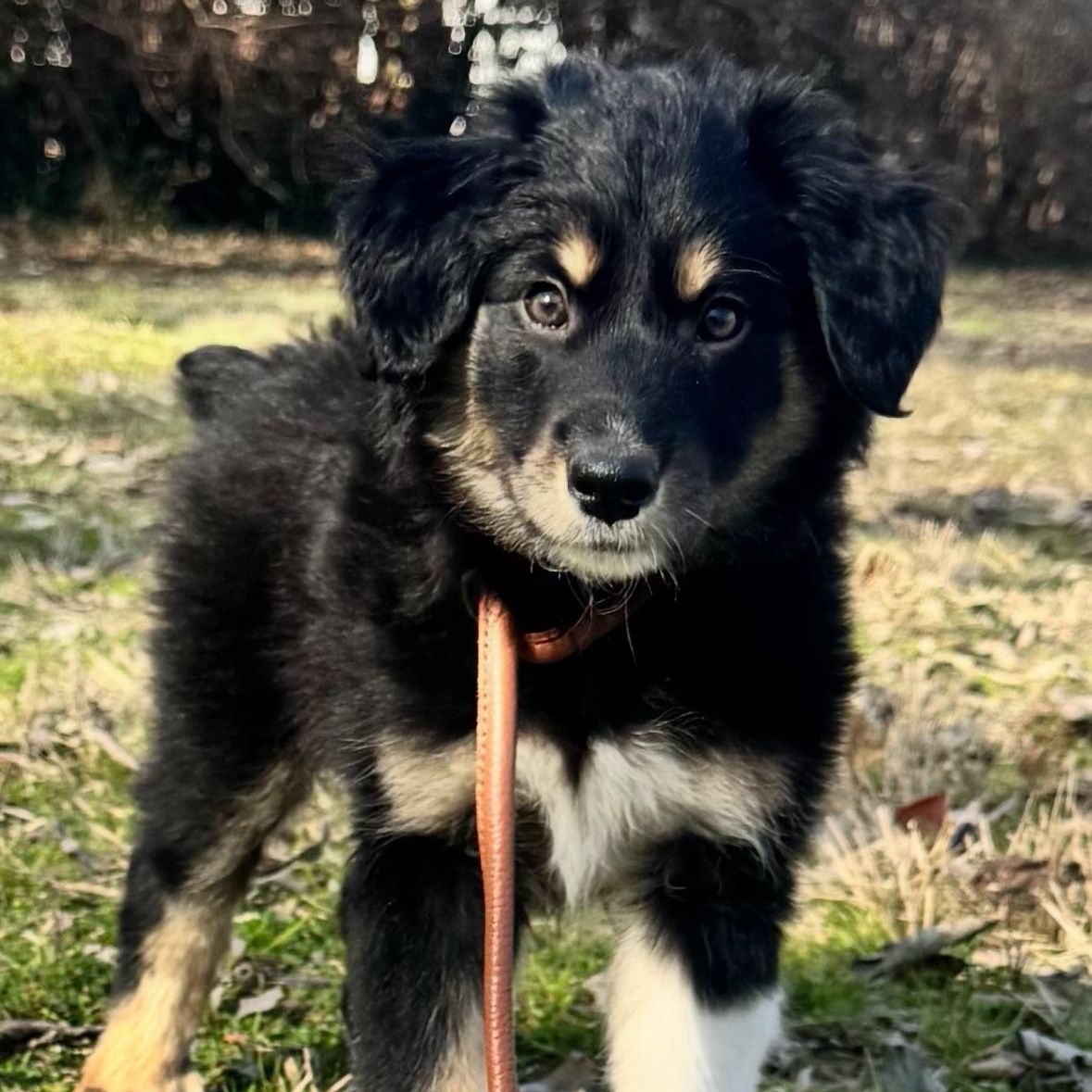Mulligiggins, adopted, Puppy Female Australian Shepherd.