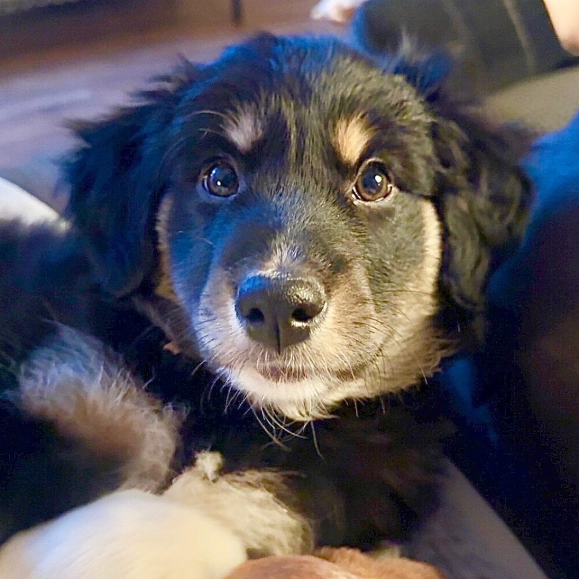 Enlarge Mulligiggins, an adopted mixed breed in Thompson's Station, TN image 2/4