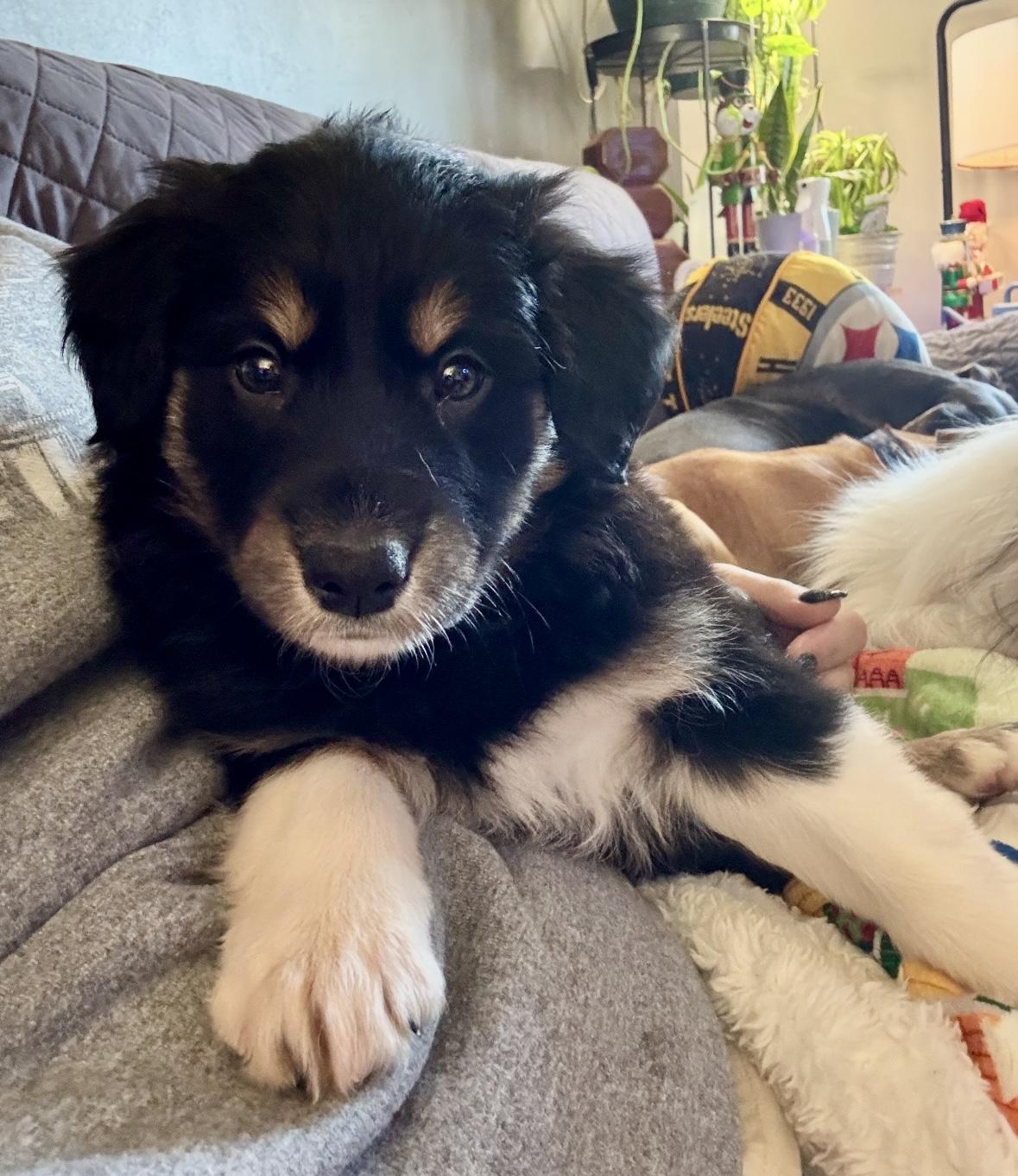 Mulligiggins, ADOPTABLE, Puppy Female Australian Shepherd.