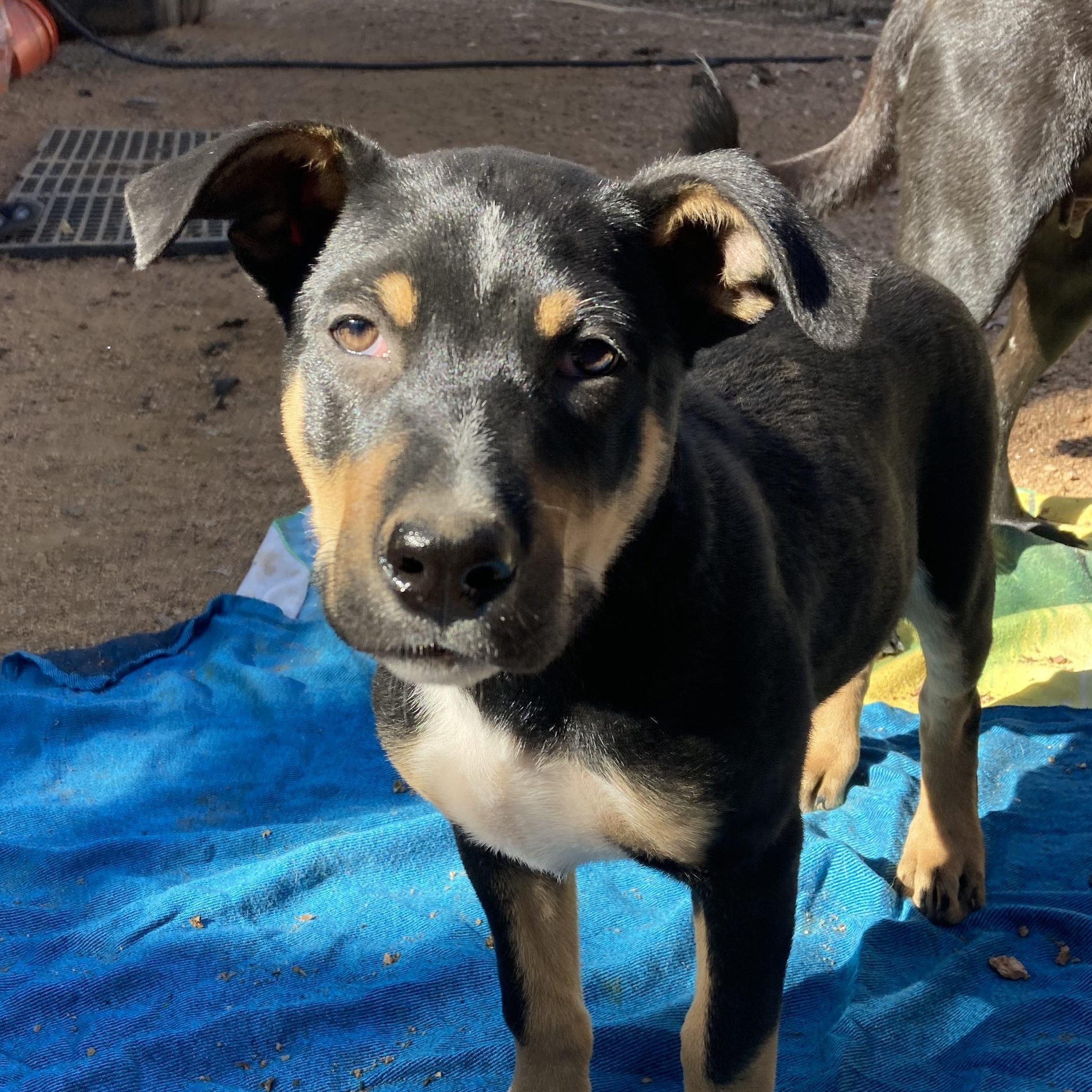 Gaston — thumbnail 5