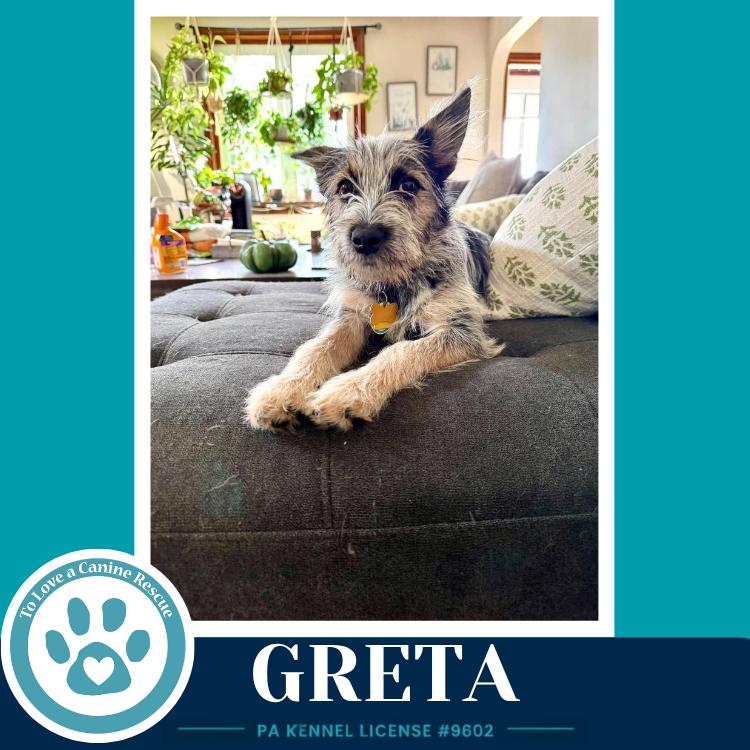 Greta (Gee Pups) 082226, Adoptable, Puppy Female Shih Tzu & Australian Cattle Dog / Blue Heeler.