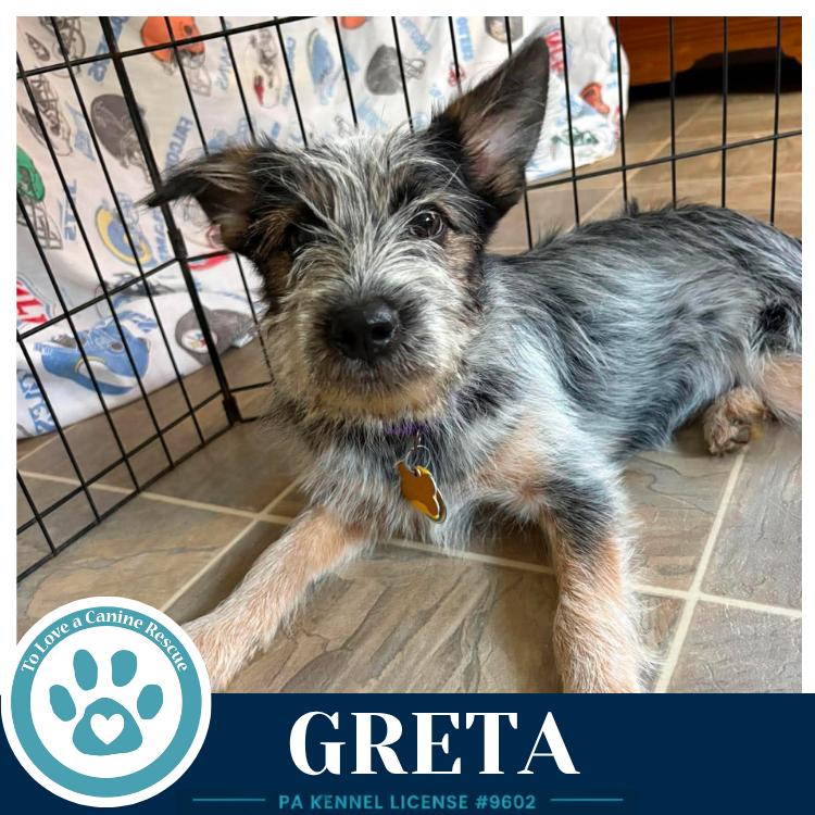 Enlarge Greta (Gee Pups) 082226, a Adoptable mixed breed in Kimberton, PA image 2/4