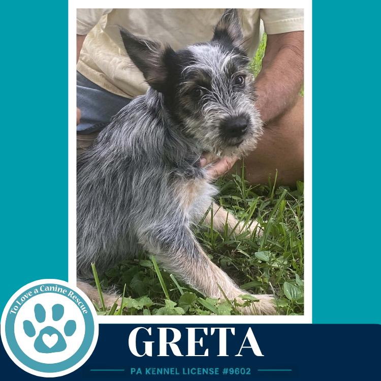 Enlarge Greta (Gee Pups) 082226, a Adoptable mixed breed in Kimberton, PA image 3/4