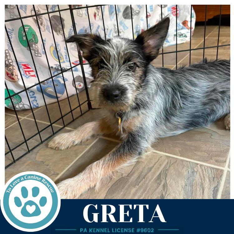 Enlarge Greta (Gee Pups) 082226, a Adoptable mixed breed in Kimberton, PA image 4/4