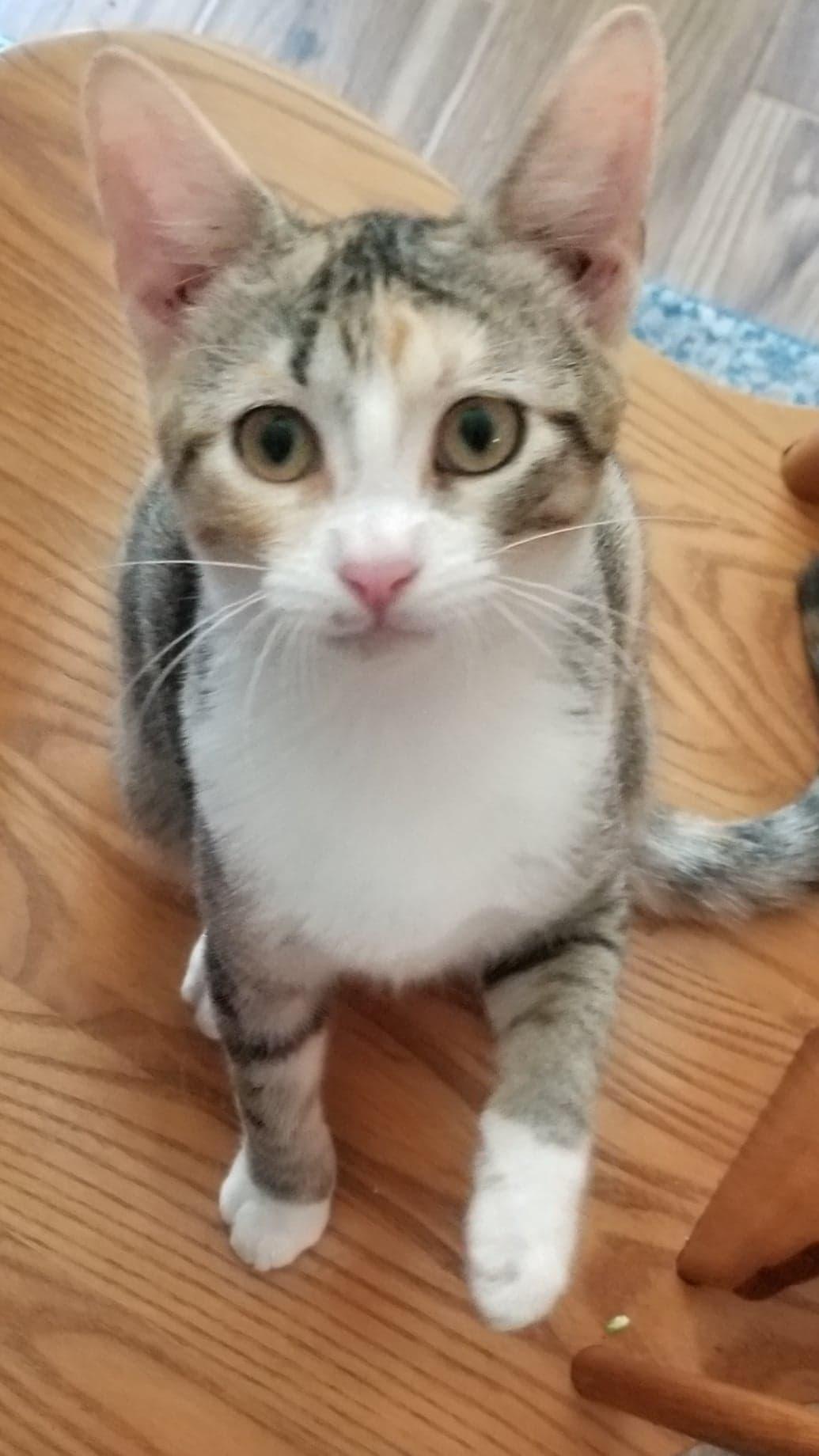 Spring W, a Adoptable mixed breed in Rosenberg, TX image 2/6