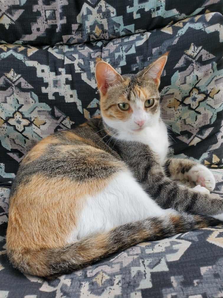 Spring W, a Adoptable mixed breed in Rosenberg, TX image 3/6