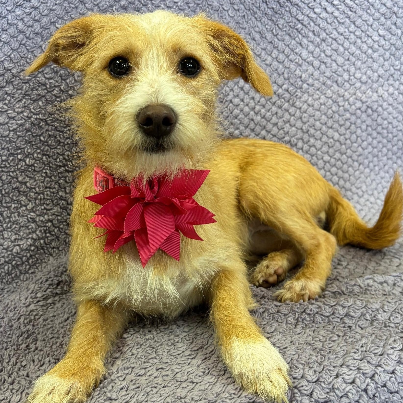 Sassy, adopted, Young Female Terrier & Dachshund.