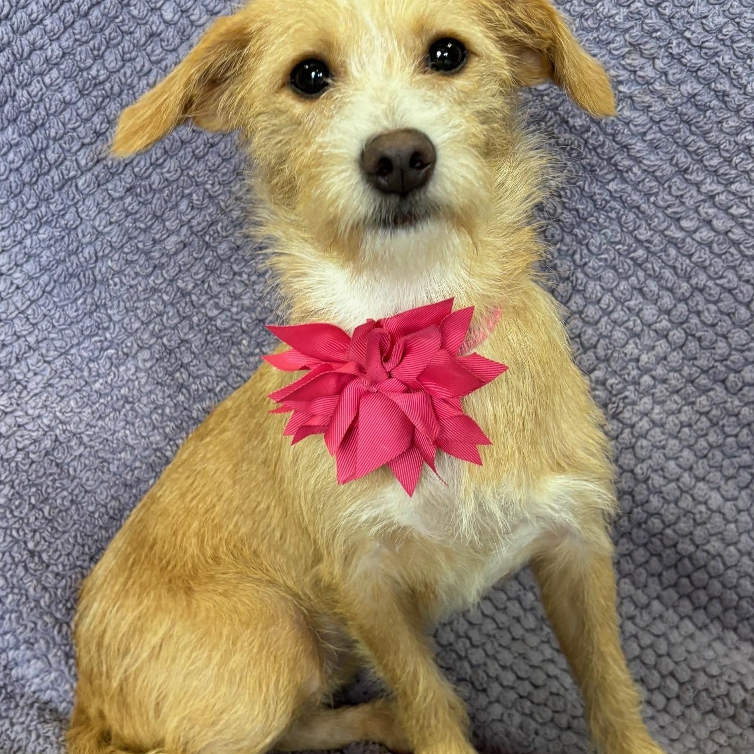 Enlarge Sassy, an adopted mixed breed in Lodi, CA image 4/5