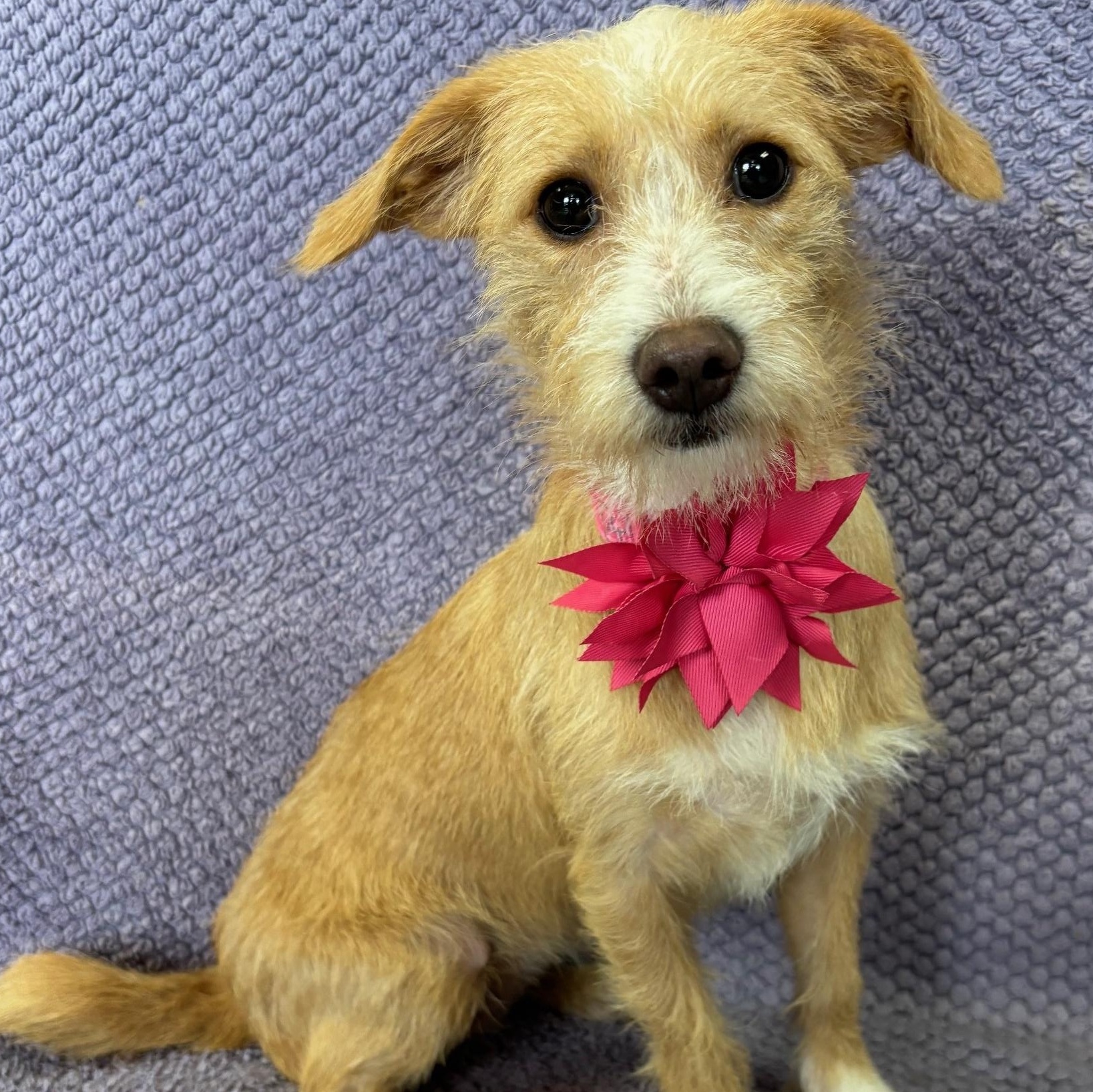 Enlarge Sassy, an adopted mixed breed in Lodi, CA image 5/5