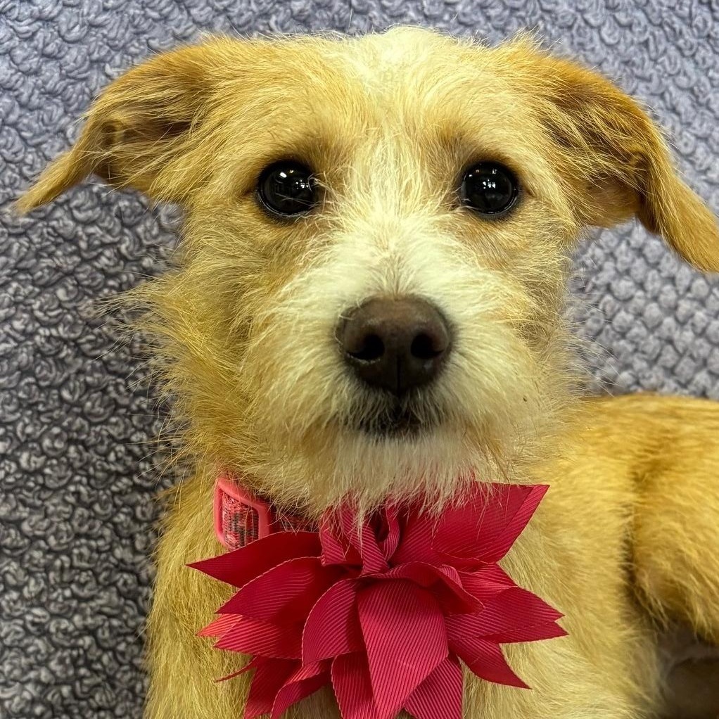 Enlarge Sassy, an adopted mixed breed in Lodi, CA image 2/5