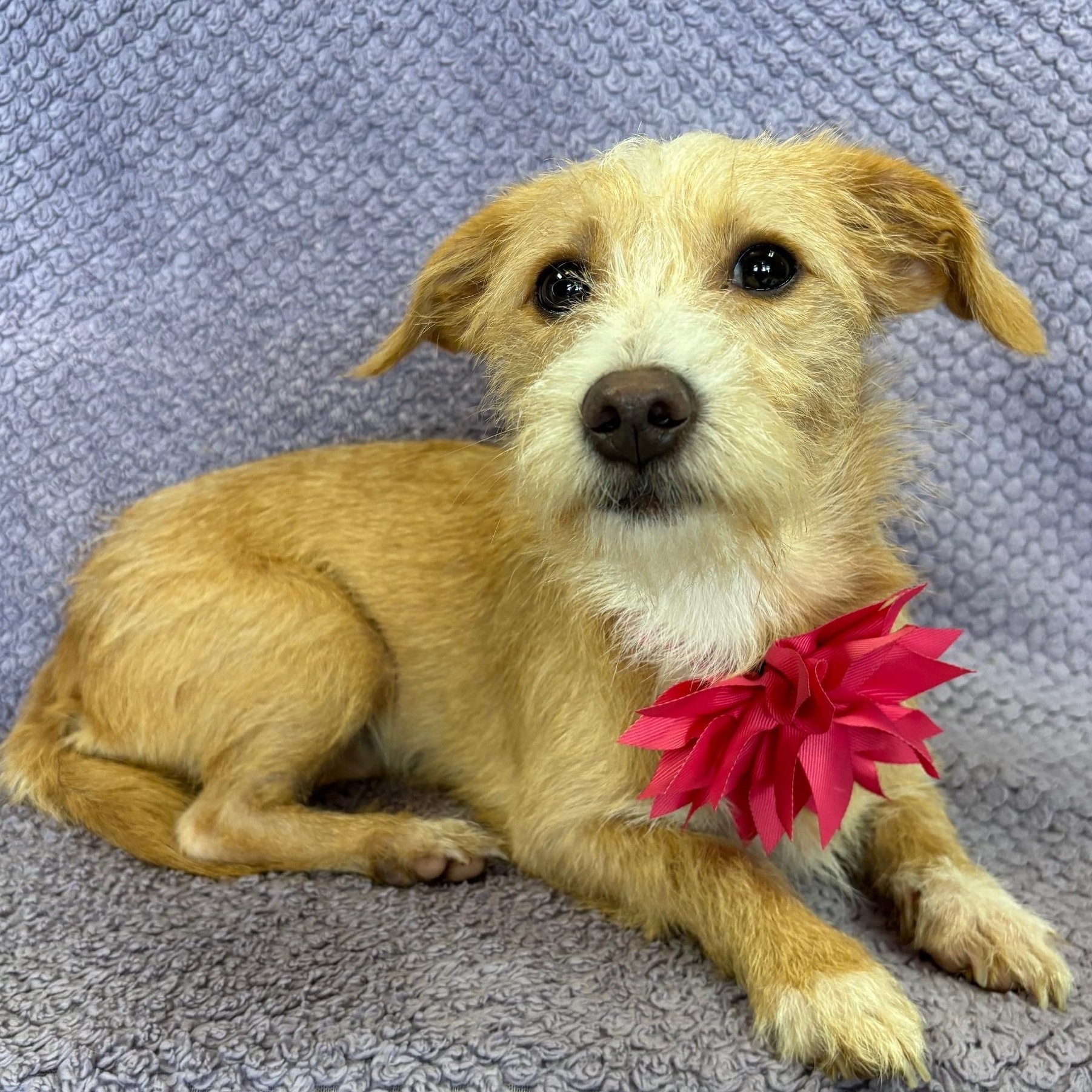 Enlarge Sassy, an adopted mixed breed in Lodi, CA image 3/5