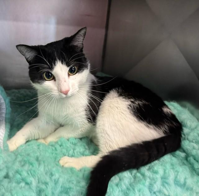 Bruiser, a ADOPTABLE Domestic Short Hair in Lynn Haven, FL image 2/3