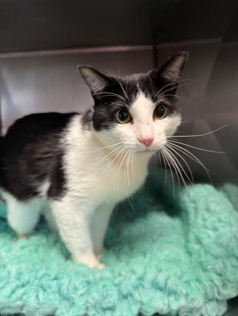 Bruiser, a ADOPTABLE Domestic Short Hair in Lynn Haven, FL image 1/3