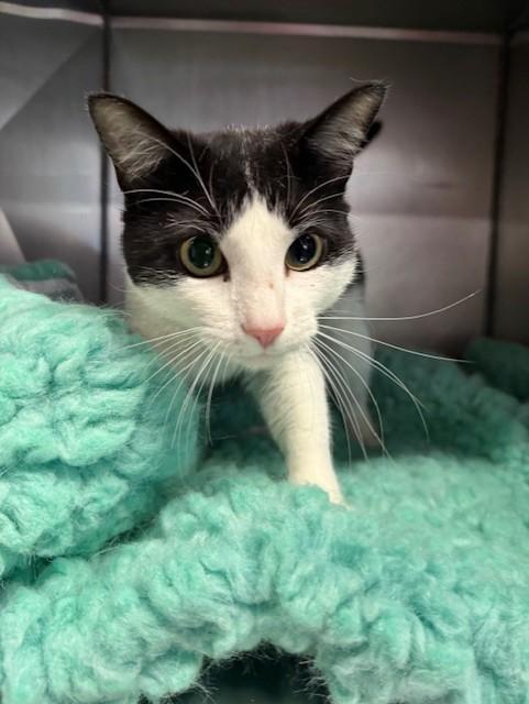 Bruiser, a ADOPTABLE Domestic Short Hair in Lynn Haven, FL image 3/3