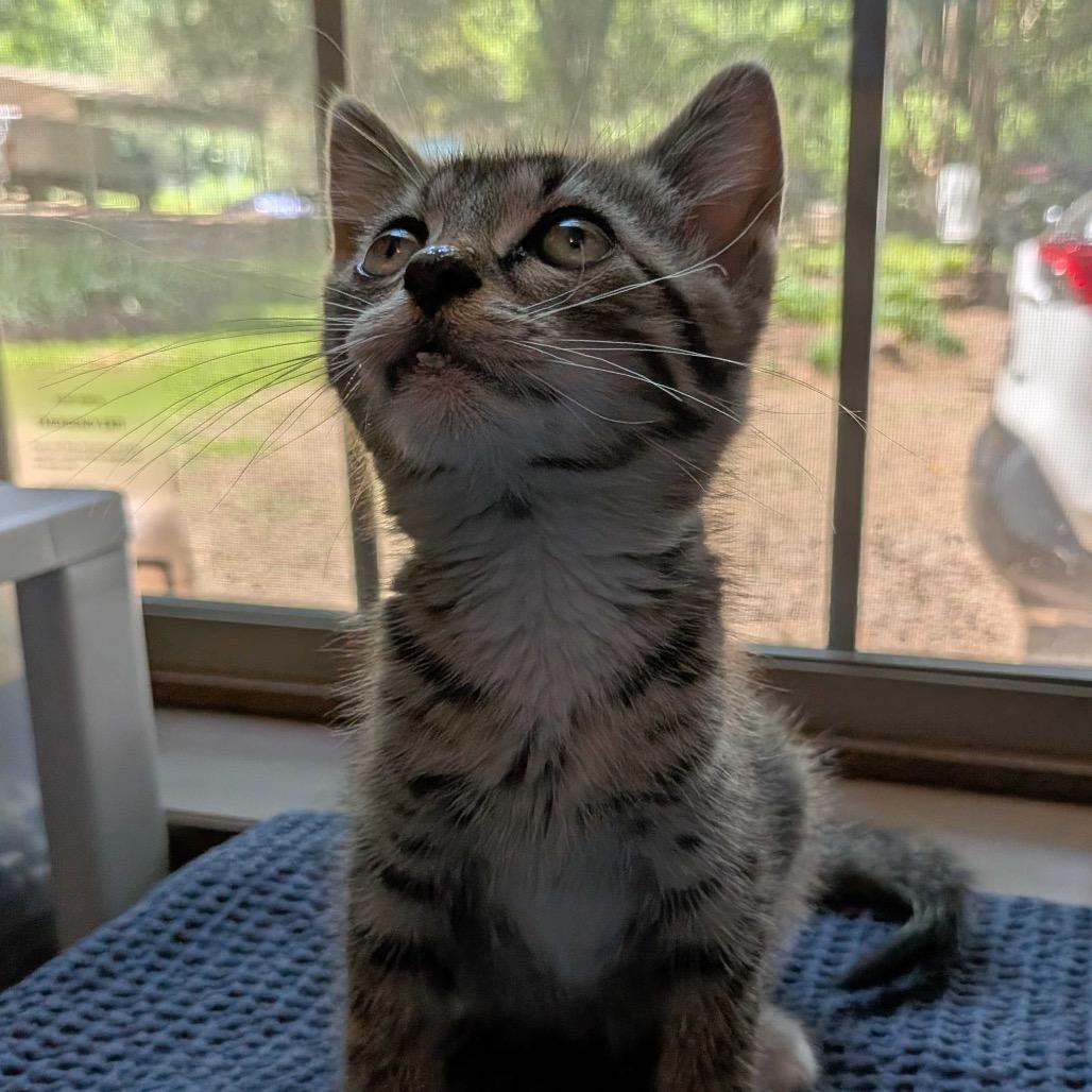 Crash, Adoptable, Kitten Male Domestic Medium Hair.