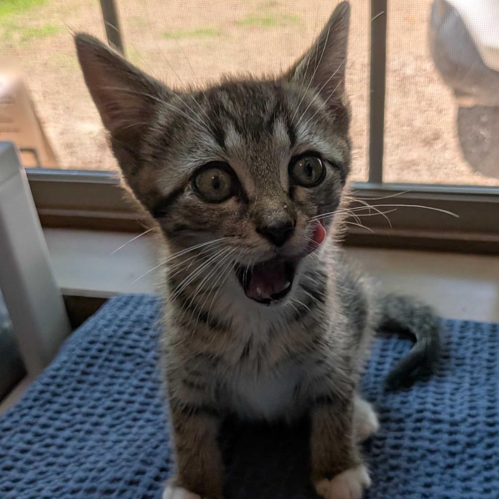 Crash, a Adoptable Domestic Medium Hair in Simpsonville, SC image 2/4