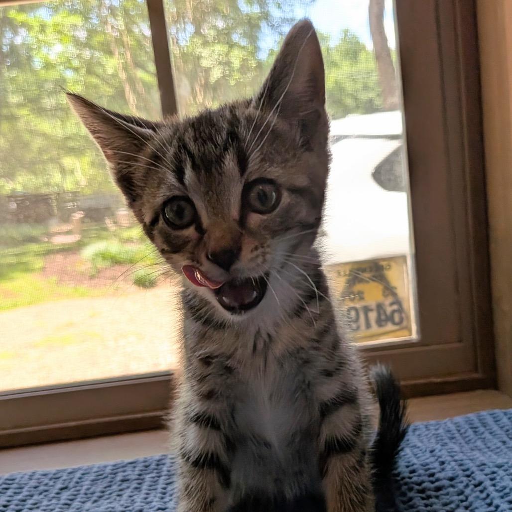 Crash, a Adoptable Domestic Medium Hair in Simpsonville, SC image 3/4