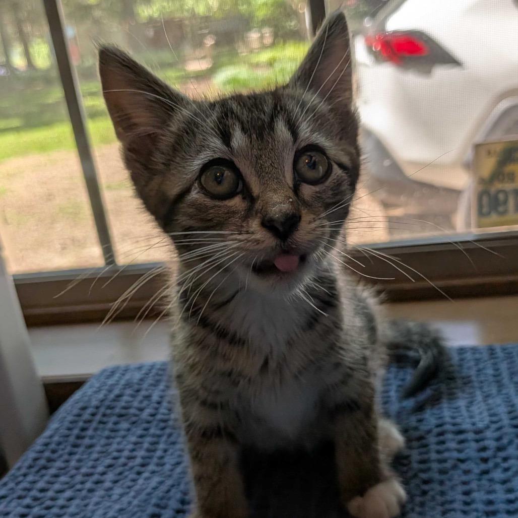 Crash, a Adoptable Domestic Medium Hair in Simpsonville, SC image 4/4