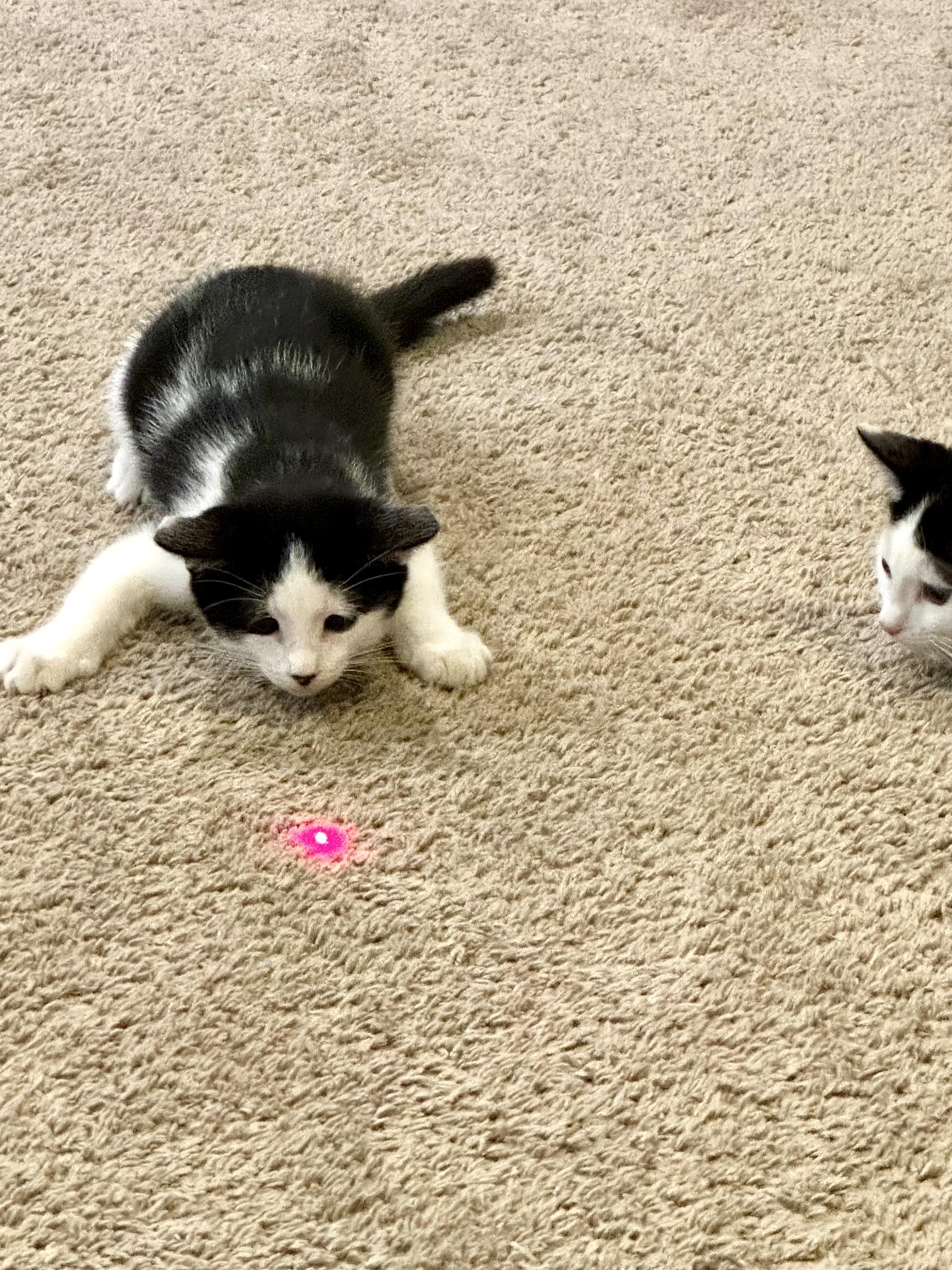 Enlarge Franklin, a Adopted Tuxedo in Woodinville, WA image 4/6