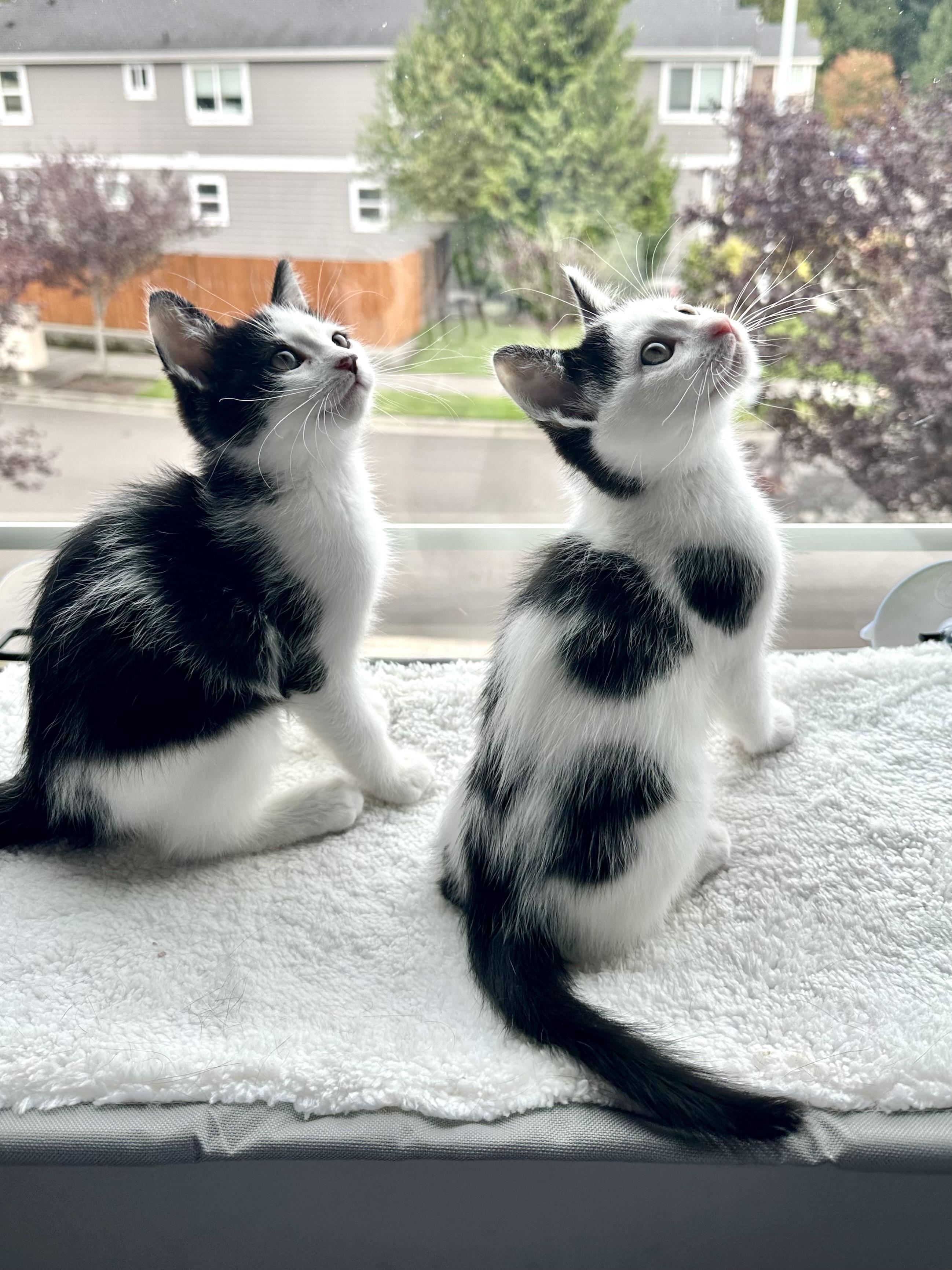 Enlarge Franklin, a Adopted Tuxedo in Woodinville, WA image 3/6